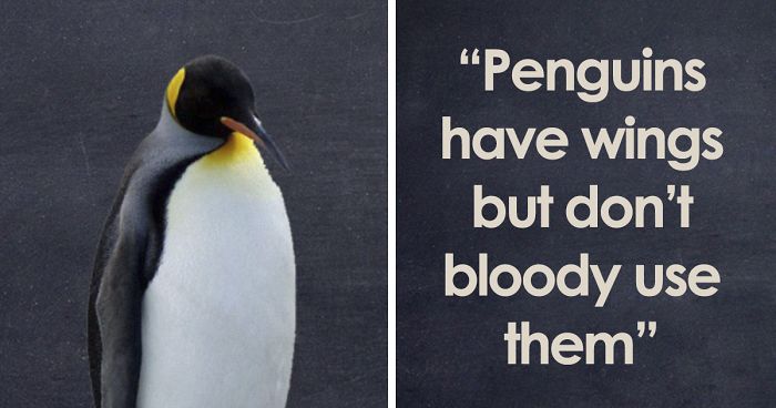 Dave Releases 30 Animal ‘Guides’ And They’re So Ridiculous, They’re Hilarious