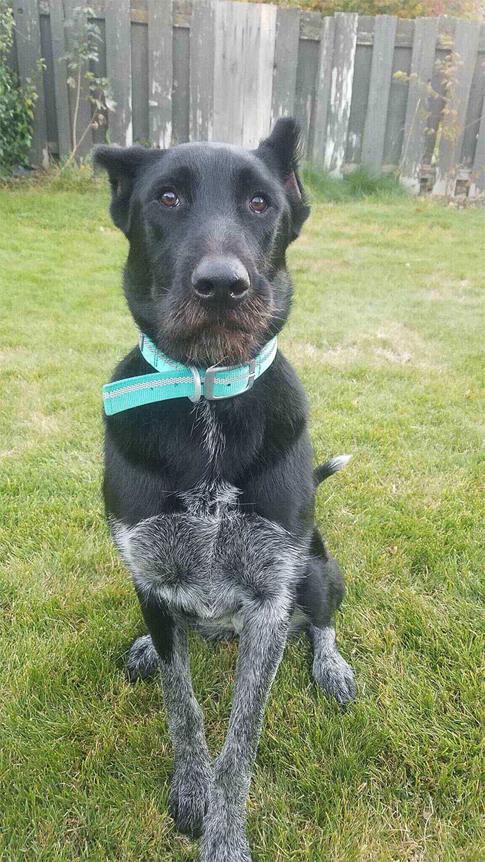 Person Shares What They Got When They Donated $45 To The Humane Society For 3 Hand-Drawn Portraits Of Their Pets Person Shares What They Got When They Donated $45 To The Humane Society For 3 Hand-Drawn Portraits Of Their Pets