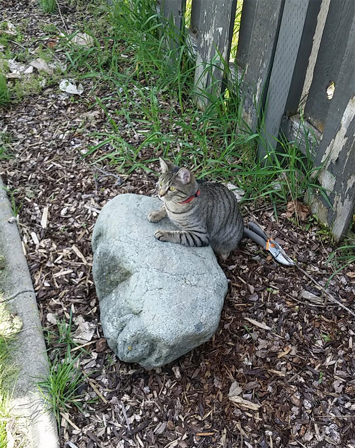 Person Shares What They Got When They Donated $45 To The Humane Society For 3 Hand-Drawn Portraits Of Their Pets Person Shares What They Got When They Donated $45 To The Humane Society For 3 Hand-Drawn Portraits Of Their Pets