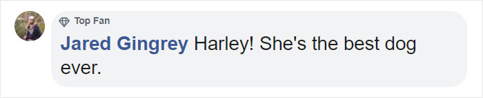 Person Shares What They Got When They Donated $45 To The Humane Society For 3 Hand-Drawn Portraits Of Their Pets Person Shares What They Got When They Donated $45 To The Humane Society For 3 Hand-Drawn Portraits Of Their Pets