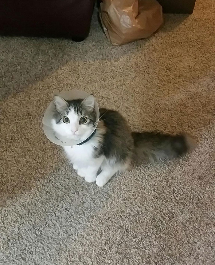 Person Shares What They Got When They Donated $45 To The Humane Society For 3 Hand-Drawn Portraits Of Their Pets