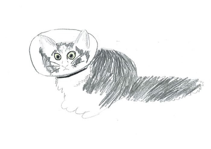 Person Shares What They Got When They Donated $45 To The Humane Society For 3 Hand-Drawn Portraits Of Their Pets