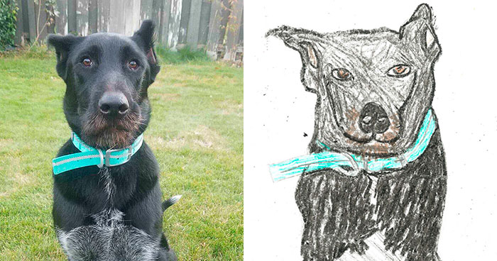 Person Shares What They Got When They Donated $45 To The Humane Society For 3 Hand-Drawn Portraits Of Their Pets