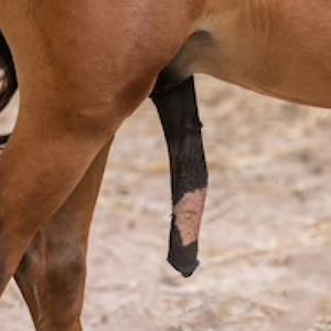 derekshmer456ek avatar