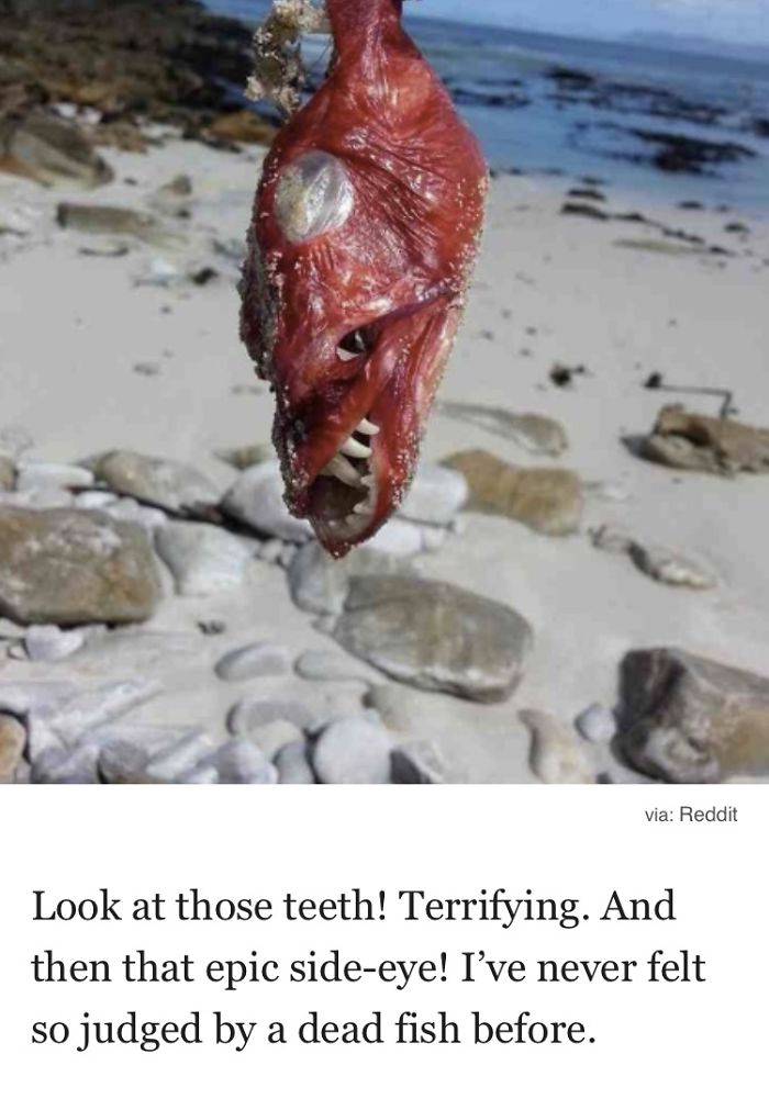 Weirdest Things Found On A Beach