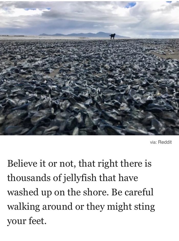 Weirdest Things Found On A Beach