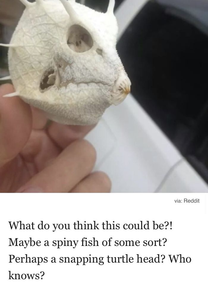 Weirdest Things Found On A Beach