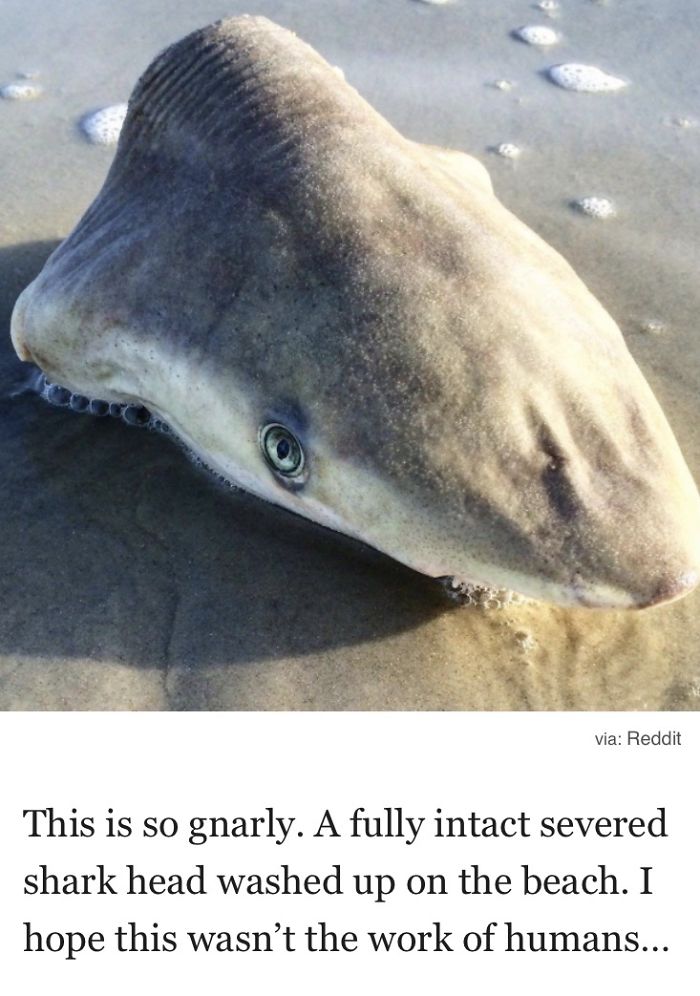 Weirdest Things Found On A Beach