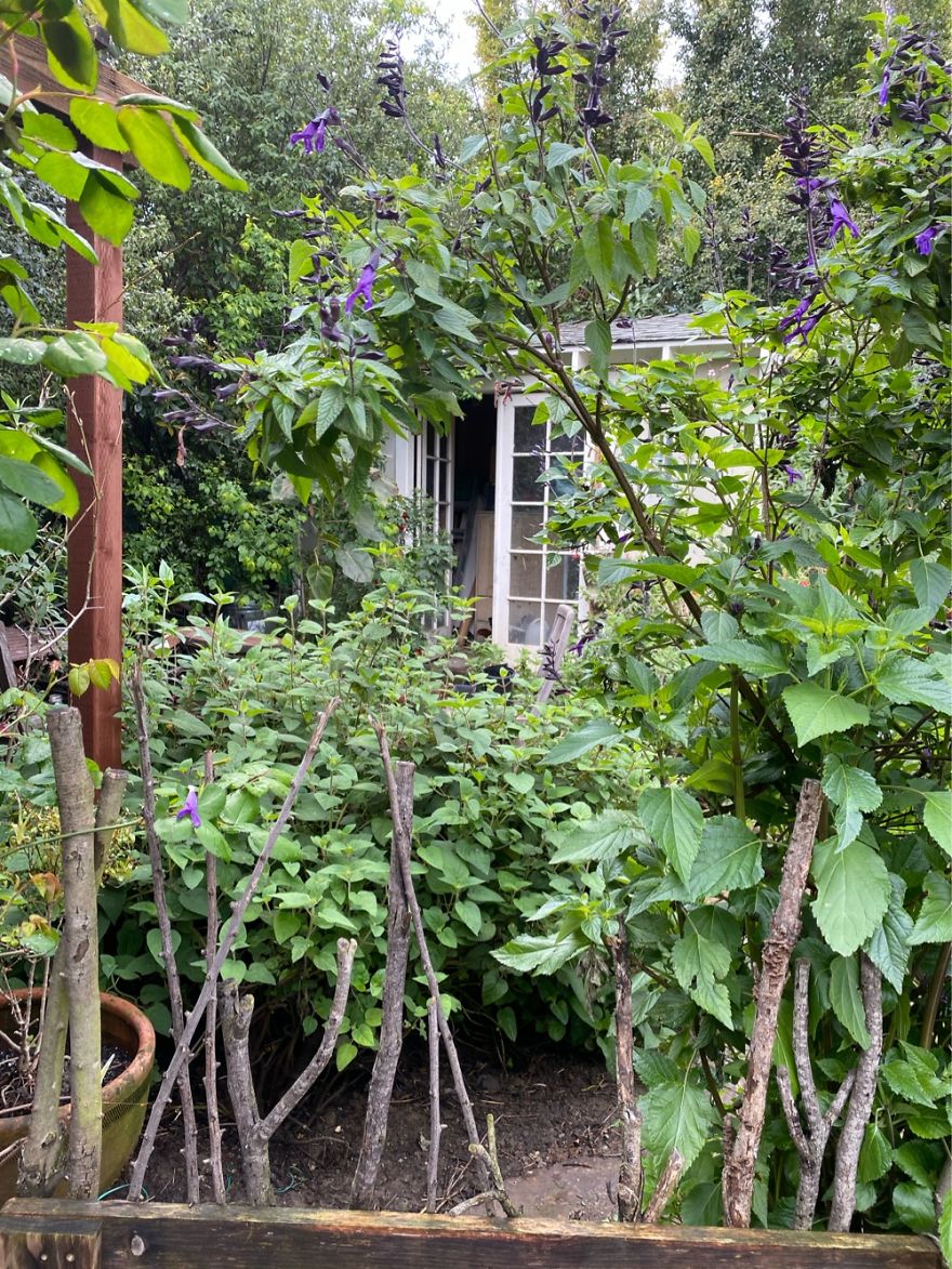 View From My Home Studio In The Suburbs Of Bay Area