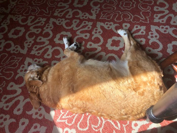 My Co-Worker Enjoys Laying In The Warm Sun Next To The Table I Sit At