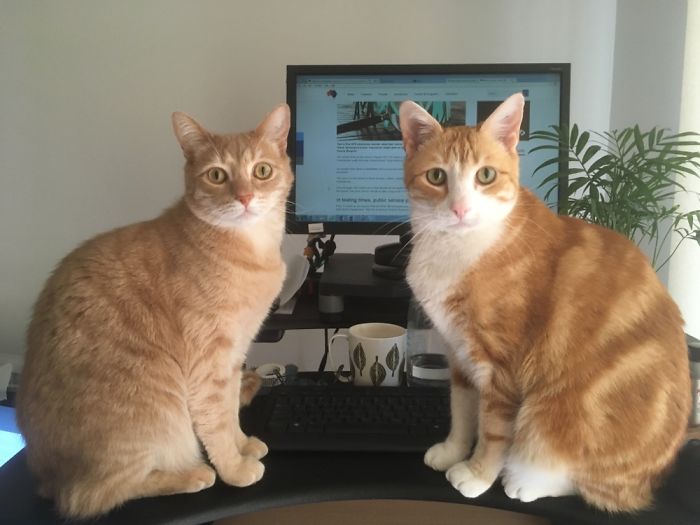 Too Many Supurrvisors!