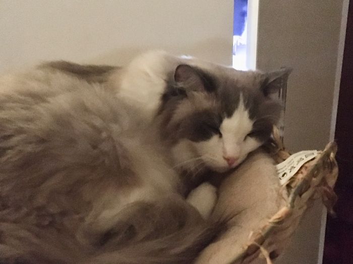 My Coworker Always Sleeps On The Job, Smh