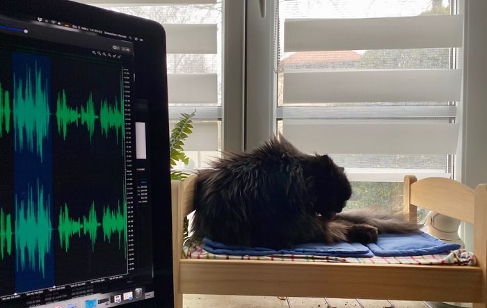 My Coworker Has A Little Bed On The Window Sill To Keep An Eye On Me.