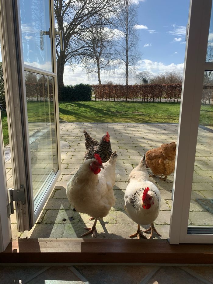 Getting Some Fresh Air - And Fluffy Visitors - When Working From Home