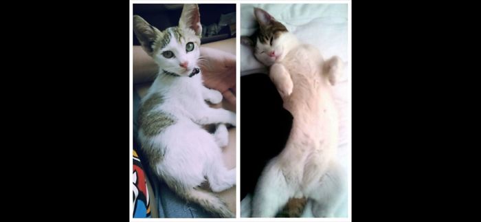 My Ex And I Found This Little Guy In Bad Condition. Decided To Keep Him And Name Him Mark!