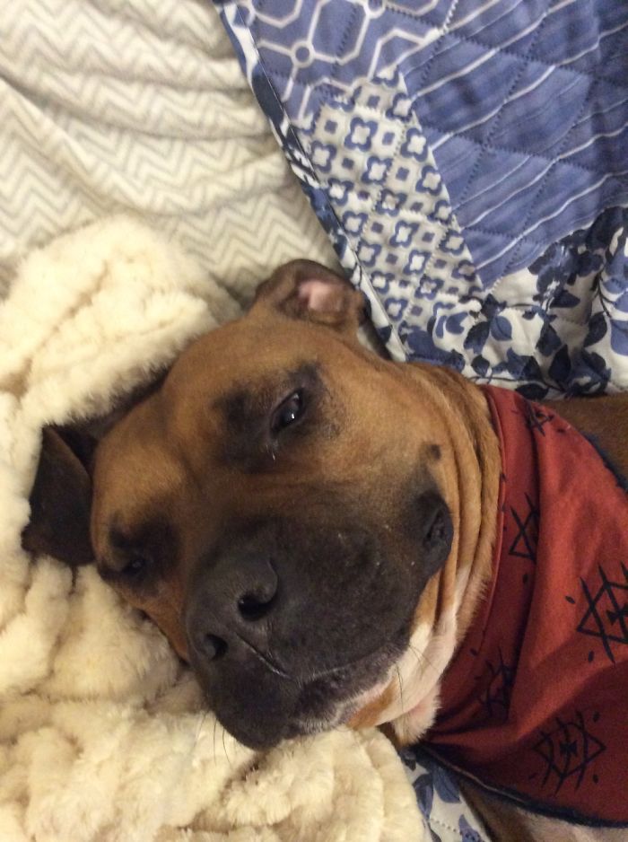 My Big 70 Lb Handsome Boy Hash Brown