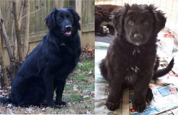 Taboo (Boo), The Day She Was Rescued From A Kill Shelter And Seven Years Later.