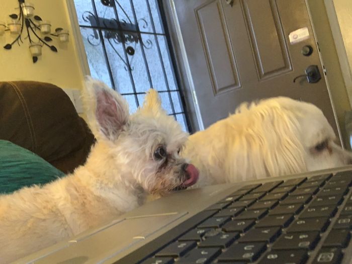 So This Is What Working From Home Looks Like