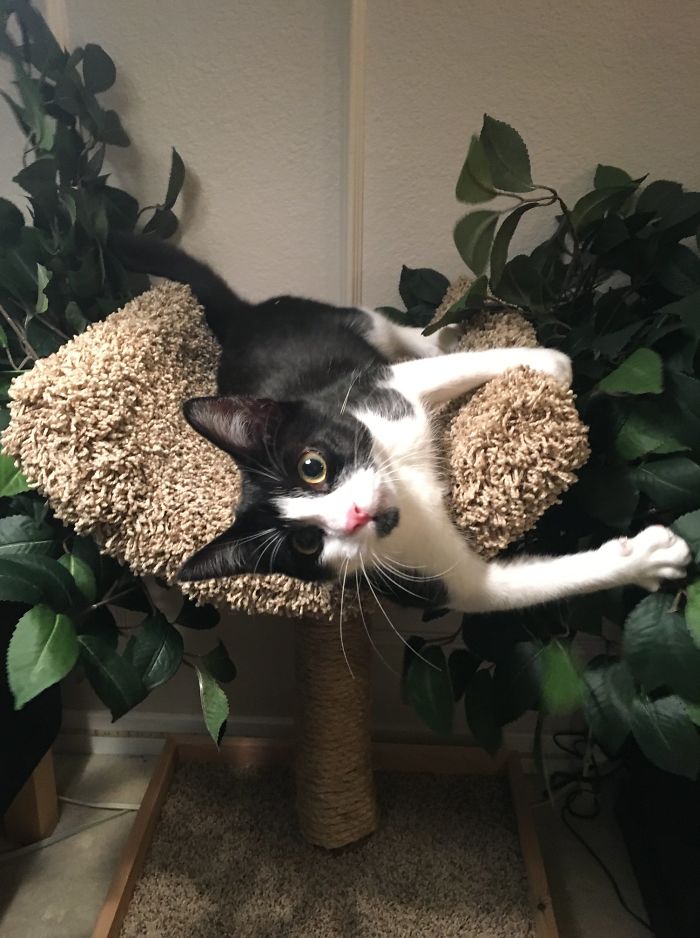 Indoor Cat Towers That Look Like Real Trees Are A Thing And They're Absolutely Beautiful Indoor Cat Towers That Look Like Real Trees Are A Thing And They're Absolutely Beautiful
