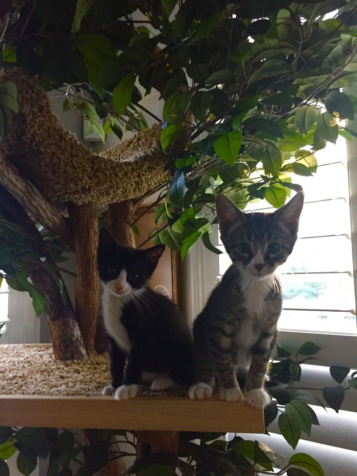 Indoor Cat Towers That Look Like Real Trees Are A Thing And They're Absolutely Beautiful Indoor Cat Towers That Look Like Real Trees Are A Thing And They're Absolutely Beautiful