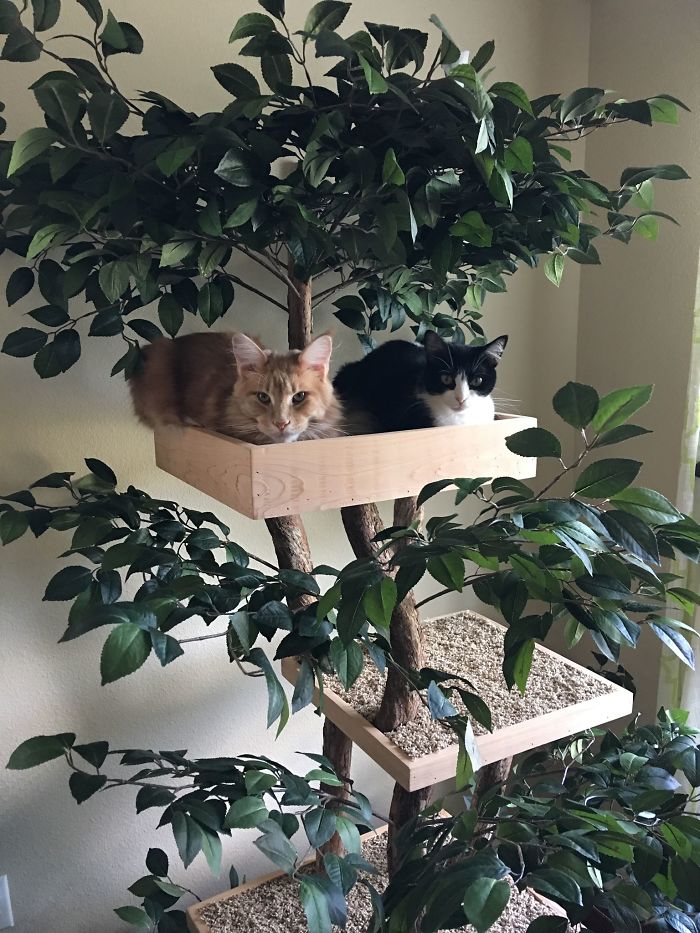 Indoor Cat Towers That Look Like Real Trees Are A Thing And They're Absolutely Beautiful Indoor Cat Towers That Look Like Real Trees Are A Thing And They're Absolutely Beautiful