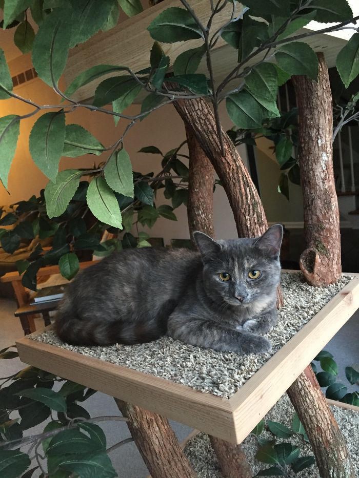 Indoor Cat Towers That Look Like Real Trees Are A Thing And They're Absolutely Beautiful Indoor Cat Towers That Look Like Real Trees Are A Thing And They're Absolutely Beautiful