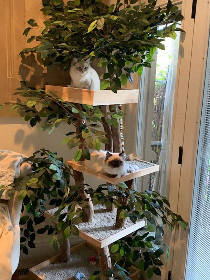 Indoor Cat Towers That Look Like Real Trees Are A Thing And They're Absolutely Beautiful Indoor Cat Towers That Look Like Real Trees Are A Thing And They're Absolutely Beautiful