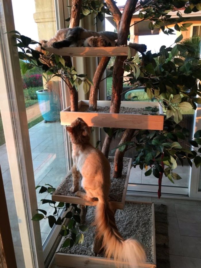 Indoor Cat Towers That Look Like Real Trees Are A Thing And They're Absolutely Beautiful