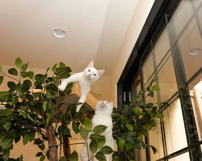 Indoor Cat Towers That Look Like Real Trees Are A Thing And They're Absolutely Beautiful