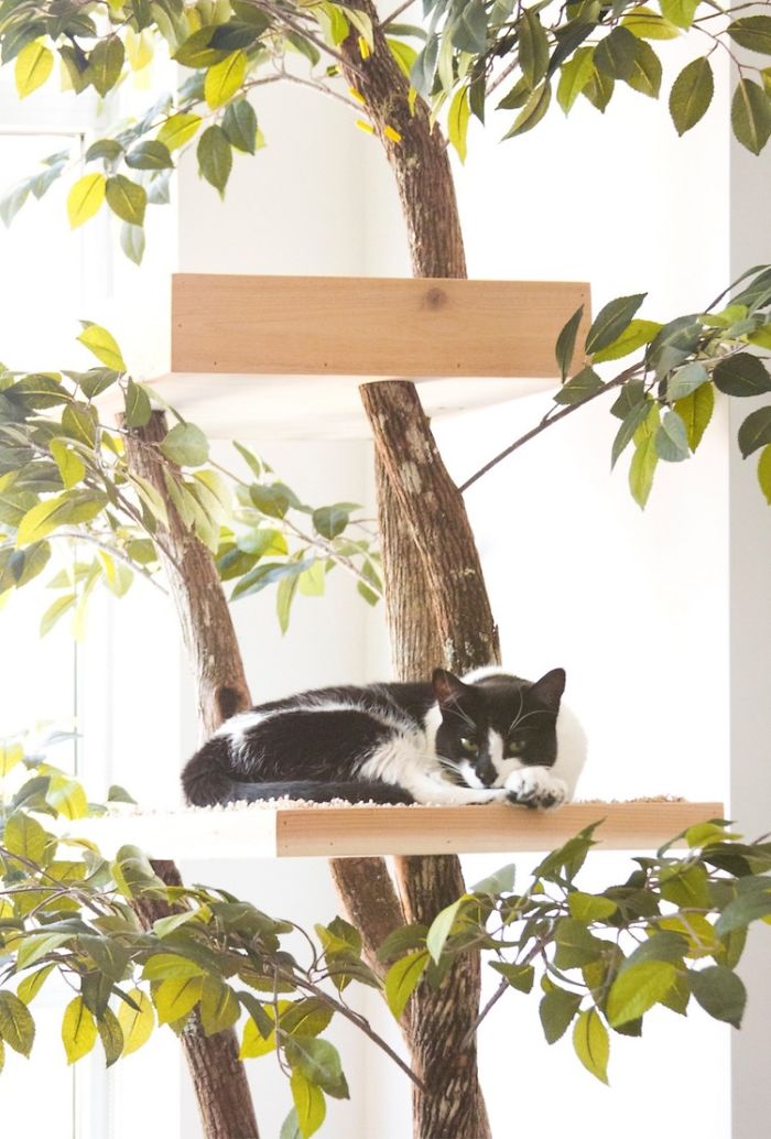 Indoor Cat Towers That Look Like Real Trees Are A Thing And They're Absolutely Beautiful Indoor Cat Towers That Look Like Real Trees Are A Thing And They're Absolutely Beautiful