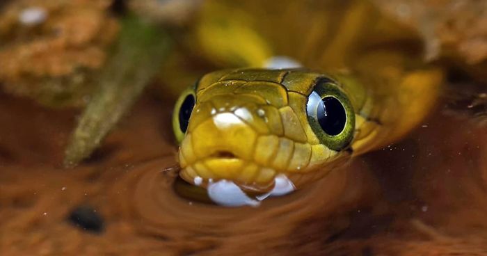 Indian Photographer Captures Colorful Spiders And Other Cute Critters In His Stunning Photographs (71 Pics)