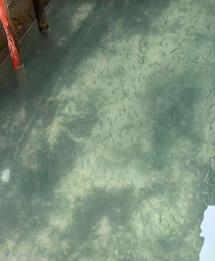 Satellite Images Reveal A Dramatic Drop In Pollution During The Coronavirus Quarantine Satellite Images Reveal A Dramatic Drop In Pollution During The Coronavirus Quarantine