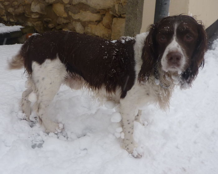 Cruel Owners That Leave Their Dogs In The Snow Can Now Get Jailed Over It