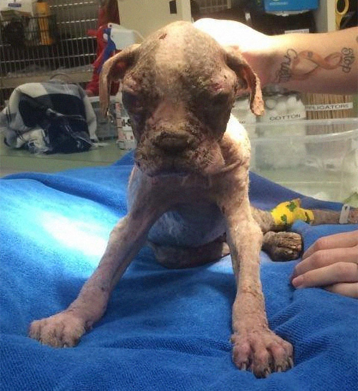 Cruel Owners That Leave Their Dogs In The Snow Can Now Get Jailed Over It