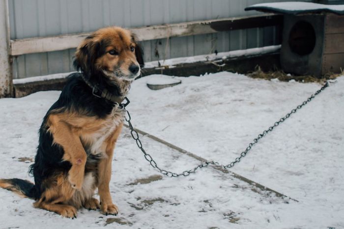 Cruel Owners That Leave Their Dogs In The Snow Can Now Get Jailed Over It Cruel Owners That Leave Their Dogs In The Snow Can Now Get Jailed Over It