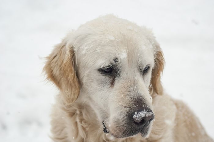 Cruel Owners That Leave Their Dogs In The Snow Can Now Get Jailed Over It