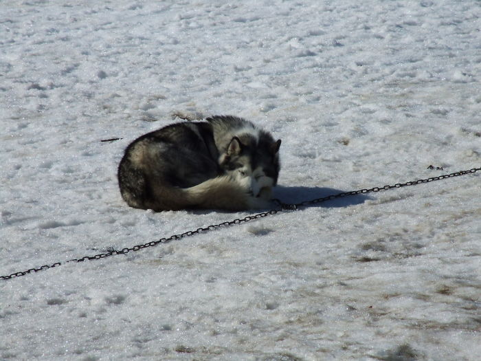 Cruel Owners That Leave Their Dogs In The Snow Can Now Get Jailed Over It Cruel Owners That Leave Their Dogs In The Snow Can Now Get Jailed Over It