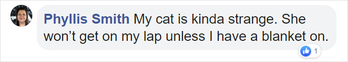 Couple Trick Their Super Clingy Cat By Creating A Fake Lap For Her To Sit On And She Loves It Couple Trick Their Super Clingy Cat By Creating A Fake Lap For Her To Sit On And She Loves It