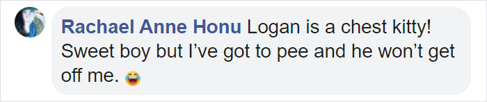 Couple Trick Their Super Clingy Cat By Creating A Fake Lap For Her To Sit On And She Loves It Couple Trick Their Super Clingy Cat By Creating A Fake Lap For Her To Sit On And She Loves It