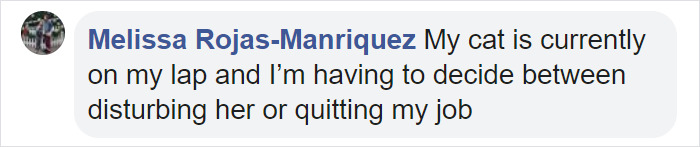 Couple Trick Their Super Clingy Cat By Creating A Fake Lap For Her To Sit On And She Loves It