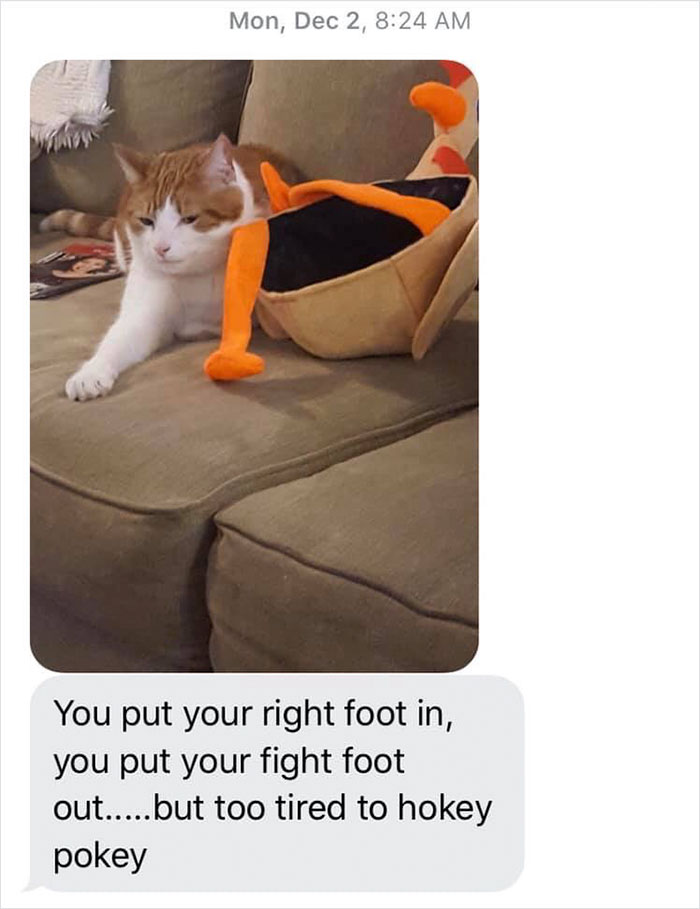 Daughter Shares Hilarious Cat Updates She Receives From Her Mom While She Stays Over At Her BF's House