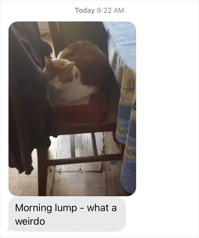 Daughter Shares Hilarious Cat Updates She Receives From Her Mom While She Stays Over At Her BF's House