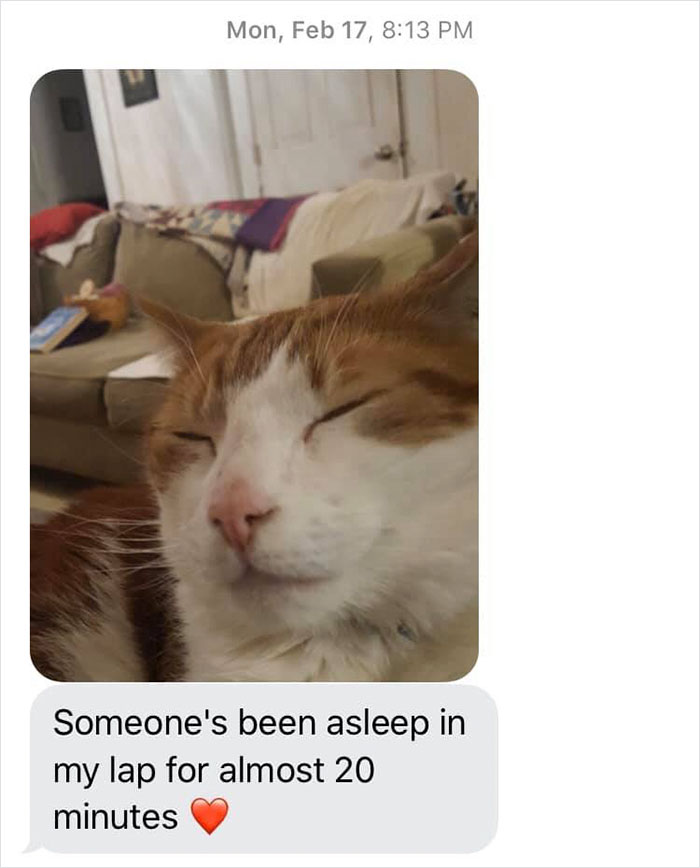 Daughter Shares Hilarious Cat Updates She Receives From Her Mom While She Stays Over At Her BF's House