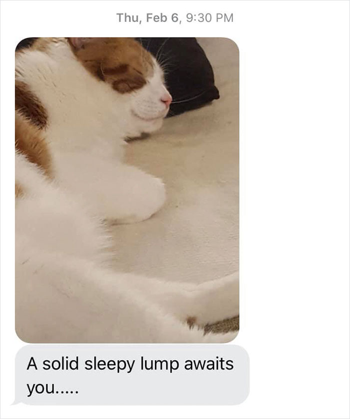 Daughter Shares Hilarious Cat Updates She Receives From Her Mom While She Stays Over At Her BF's House
