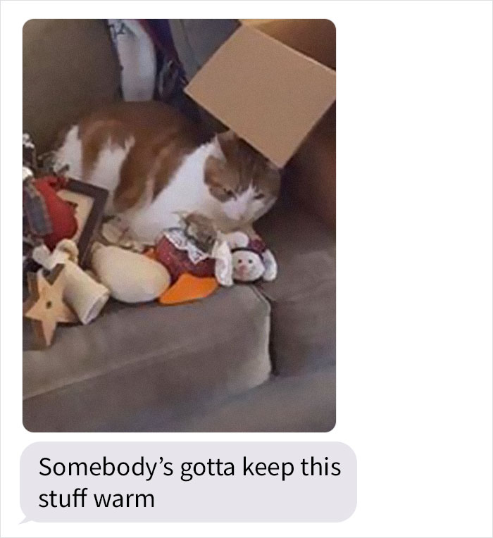 Daughter Shares Hilarious Cat Updates She Receives From Her Mom While She Stays Over At Her BF's House