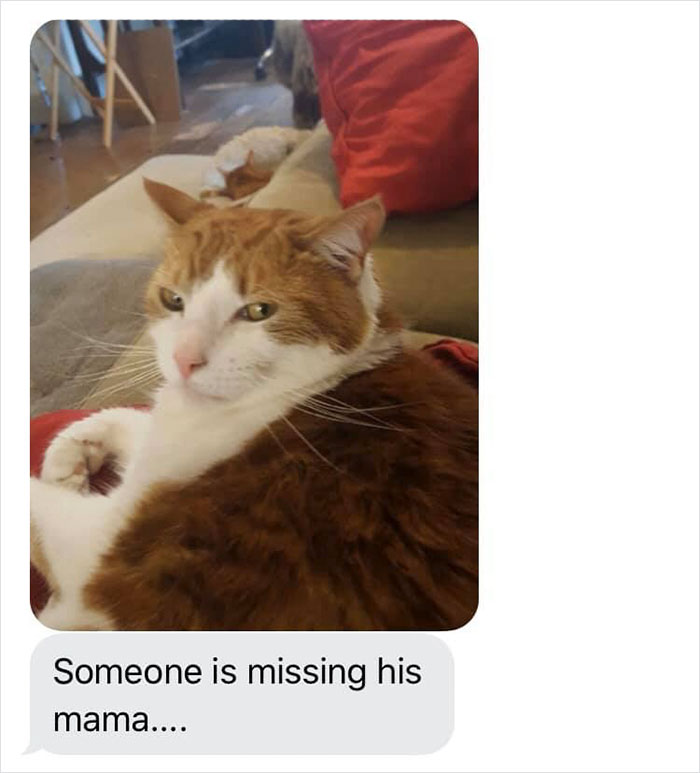 Daughter Shares Hilarious Cat Updates She Receives From Her Mom While She Stays Over At Her BF's House