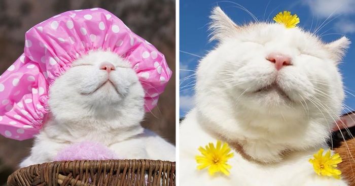 Shiro, The Most Relaxed Cat On Earth, Has Passed Away At Age 18 (35 Photos)