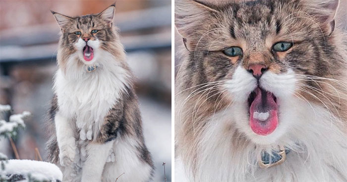 Owners Let Their Norwegian Forest Cat Roam Freely Outside, And He Looks Majestic (32 Pics)