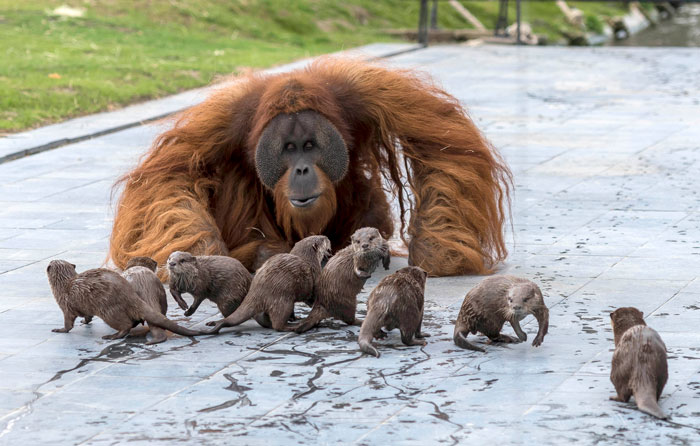 Orangutans Befriend Otters That Often Swim Through Their Enclosure At The Zoo Forming 'A Very Special Bond' Orangutans Befriend Otters That Often Swim Through Their Enclosure At The Zoo Forming 'A Very Special Bond'