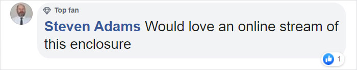 Orangutans Befriend Otters That Often Swim Through Their Enclosure At The Zoo Forming 'A Very Special Bond'